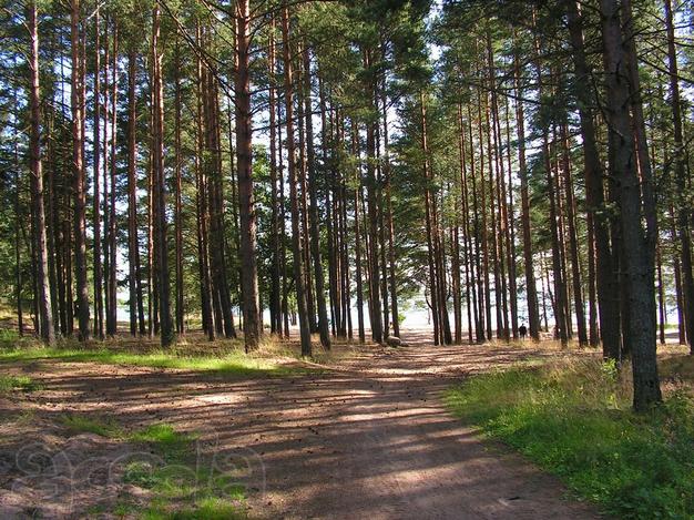 Дача 20,8 соток у Залива. Озерки, Зелёная Роща. Выборгский район.