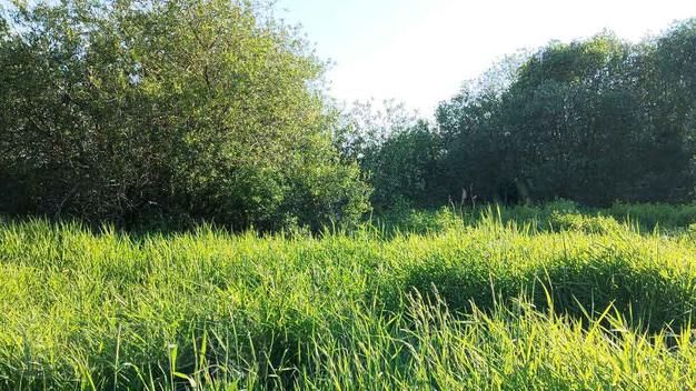 Участок 5.96 сотки Покровская Гатчина - 1 800 000 руб. - газ и свет по границе