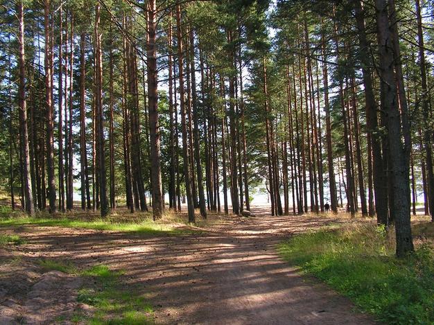 Дача 20,8 соток у Залива. Озерки, Зелёная Роща. Выборгс